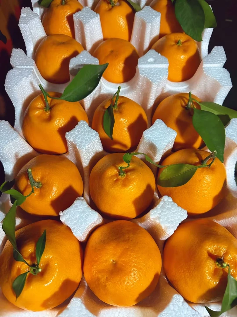 春见耙耙柑四川特产应季水果自然成熟醇甜多汁柑橘