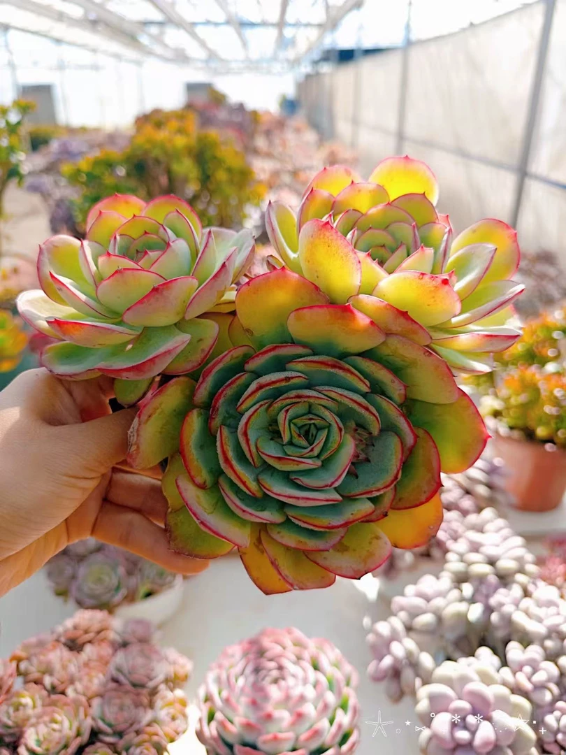 【牡丹亭】带盆发货  阳台盆栽好养扛寒植物