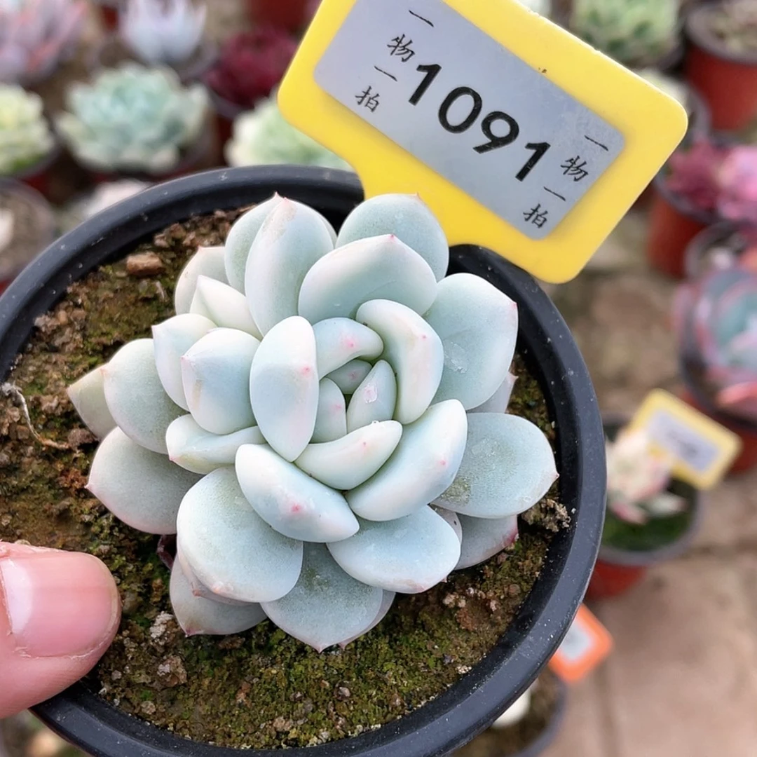 【闪购商品】1091号