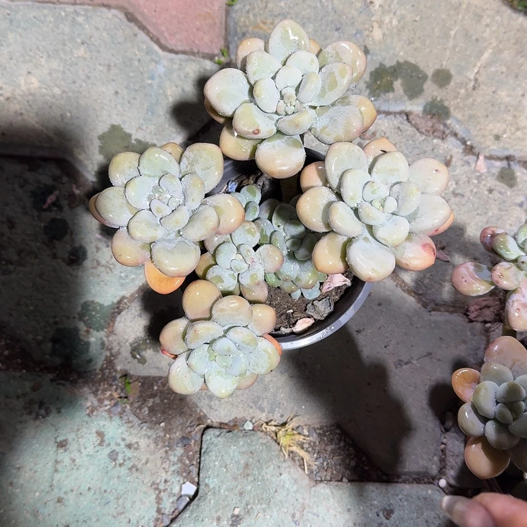 黄洛神多肉植物净切