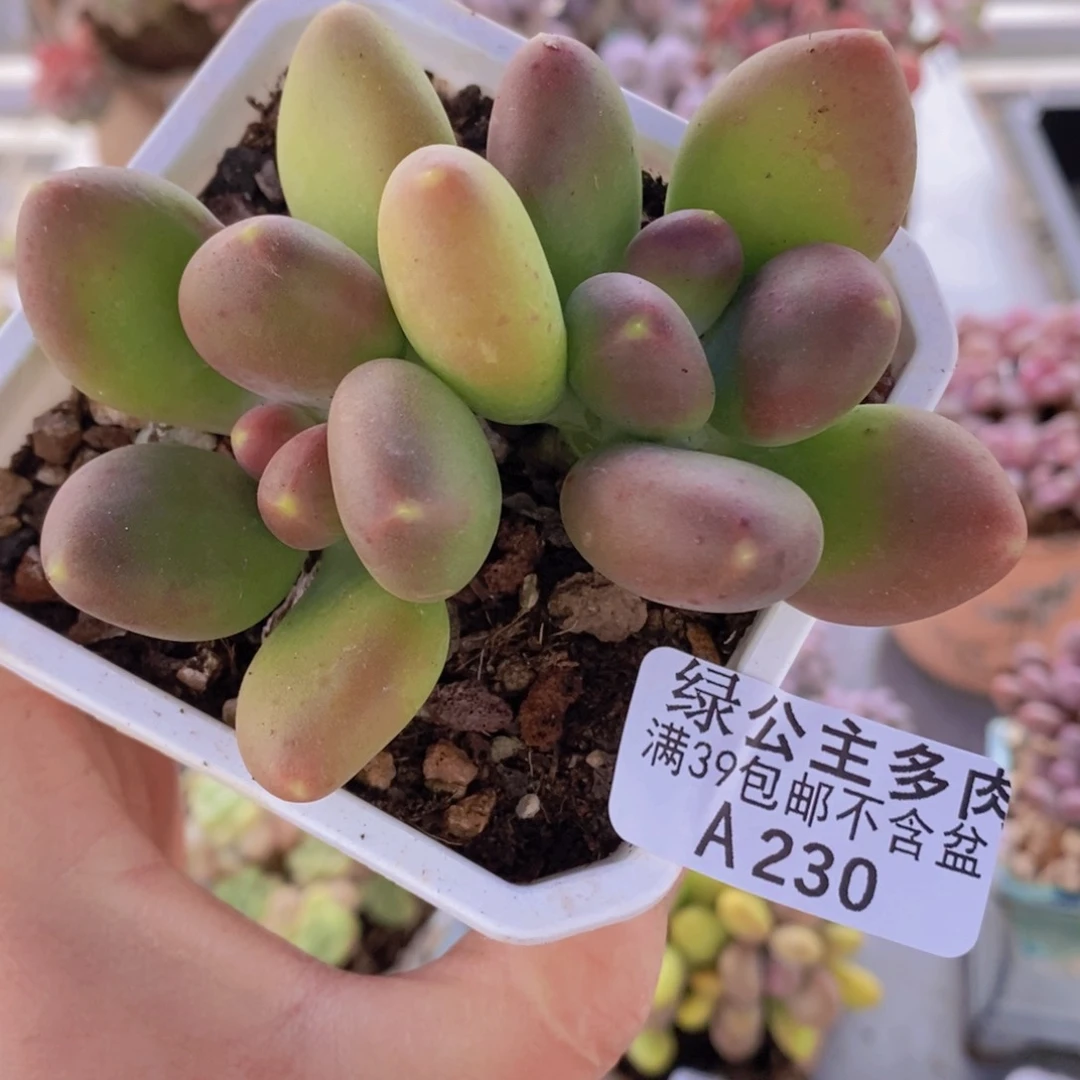 芒果奶6cm230多肉植物