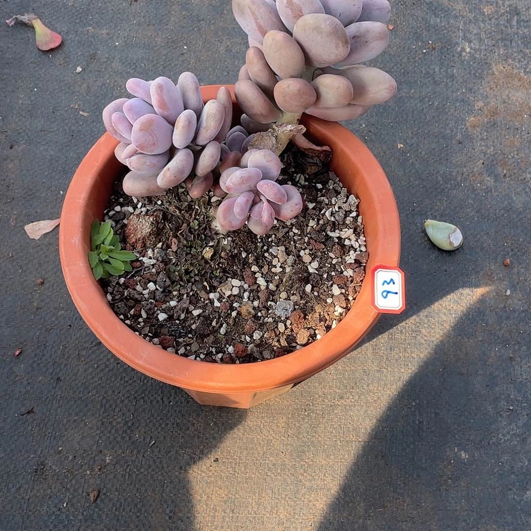 93大叶奶 一物一拍多肉