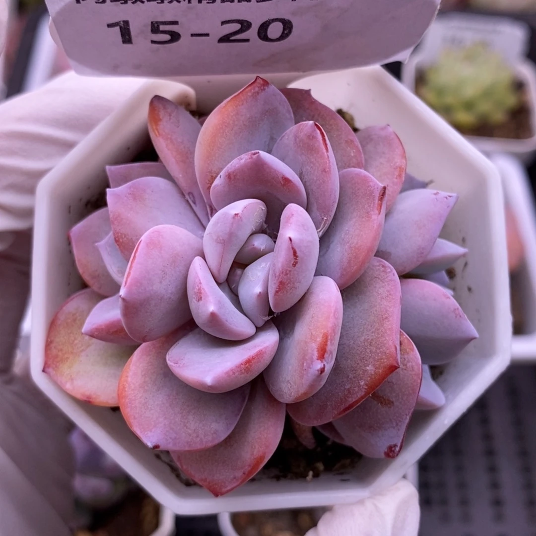 【闪购商品】15-20