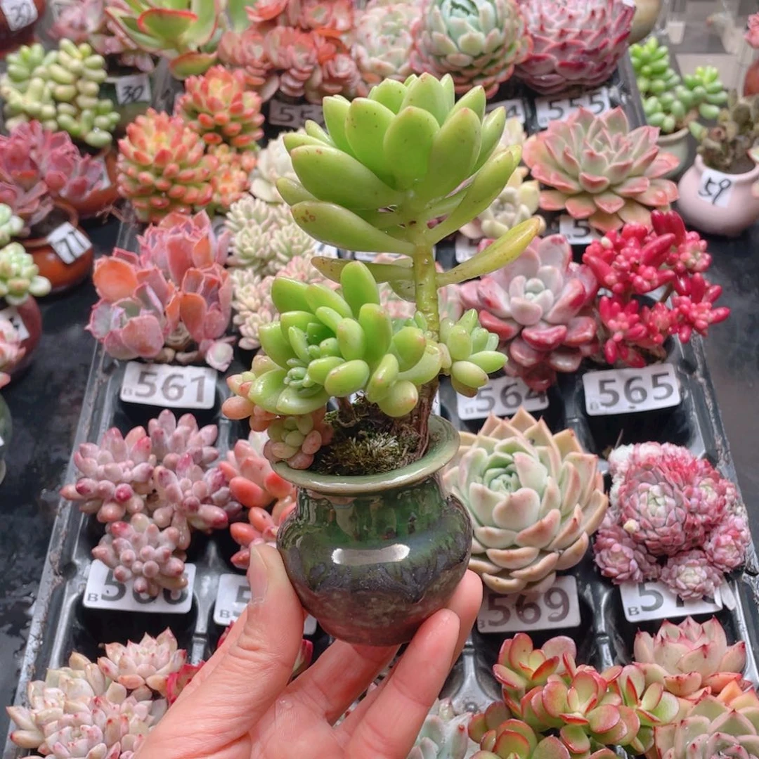 无铅玻璃我*?花器花器花器花器