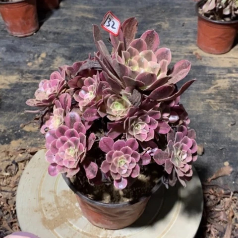 江****姐美杜莎捧花一物一拍