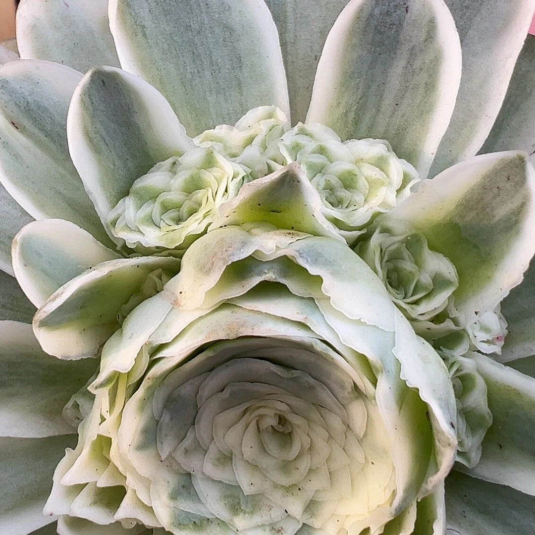 山地玫瑰锦秋夕4月19日548号