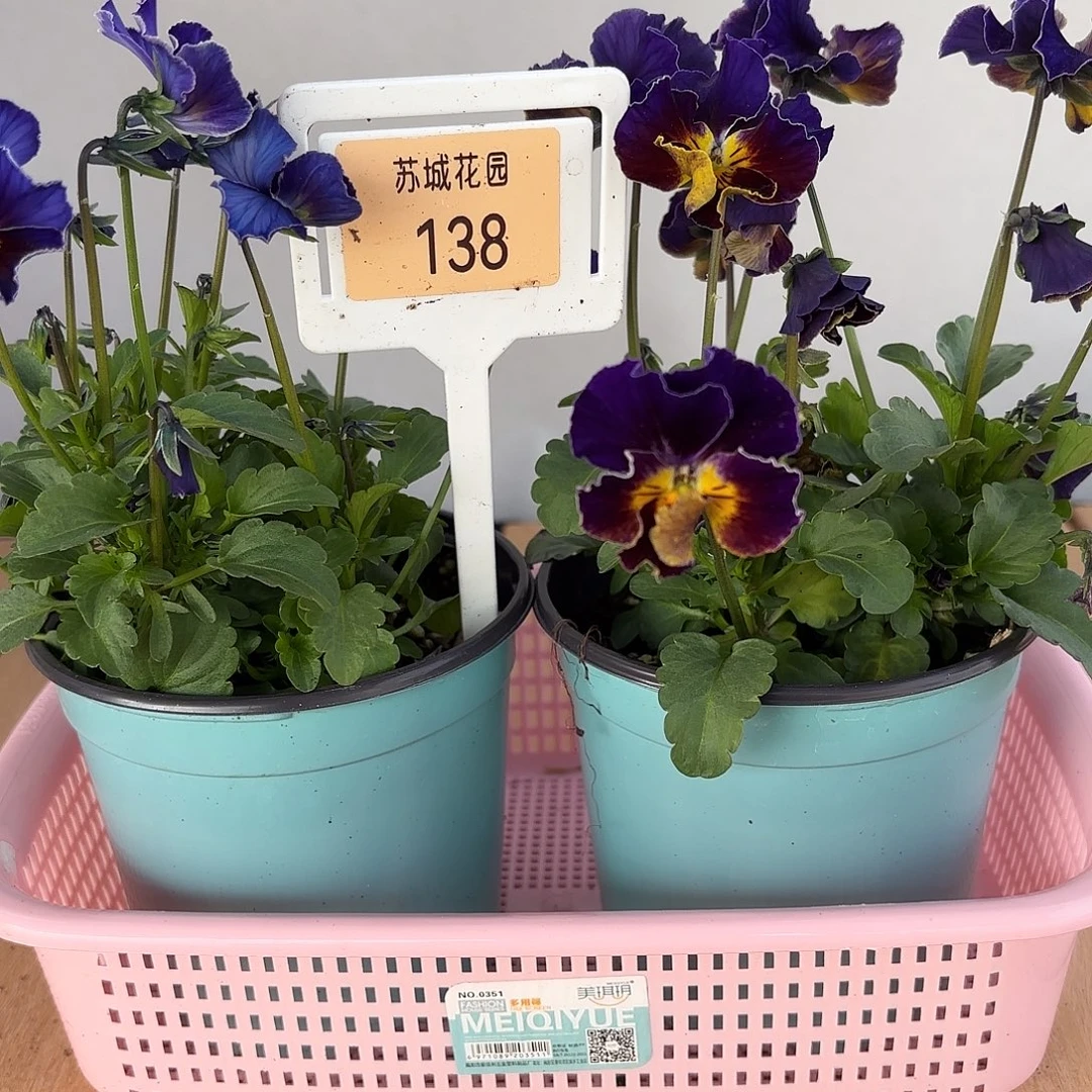 大部分开放少量花苞138