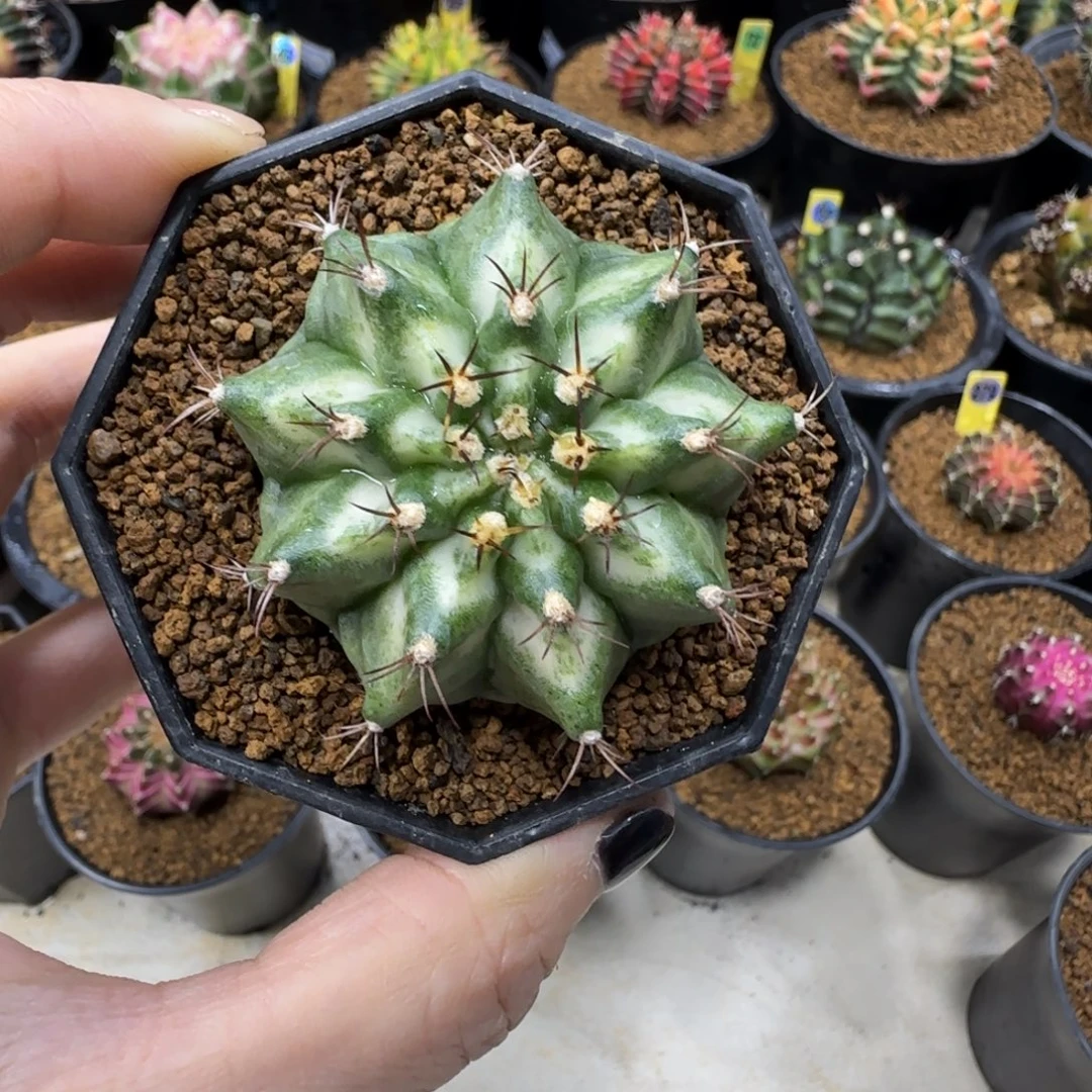 白海神福利价直接拍