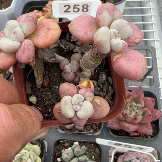 49比尔盖茨多肉植物多