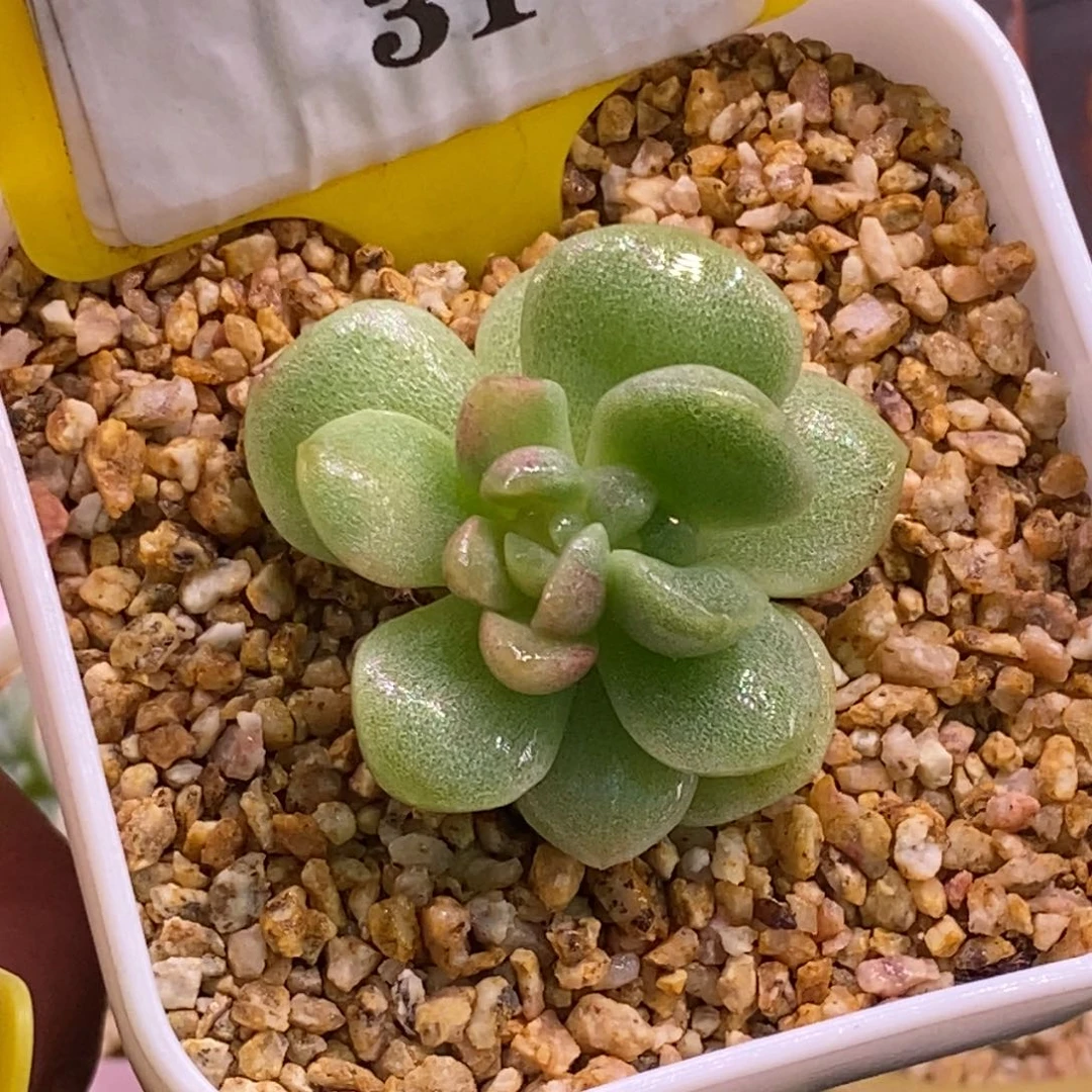 731冰玉分心带锦石化……