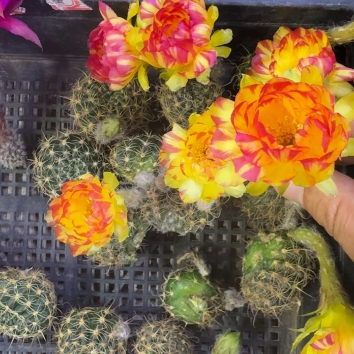 26丽花115歪3公分左右无根侧牙，20包邮