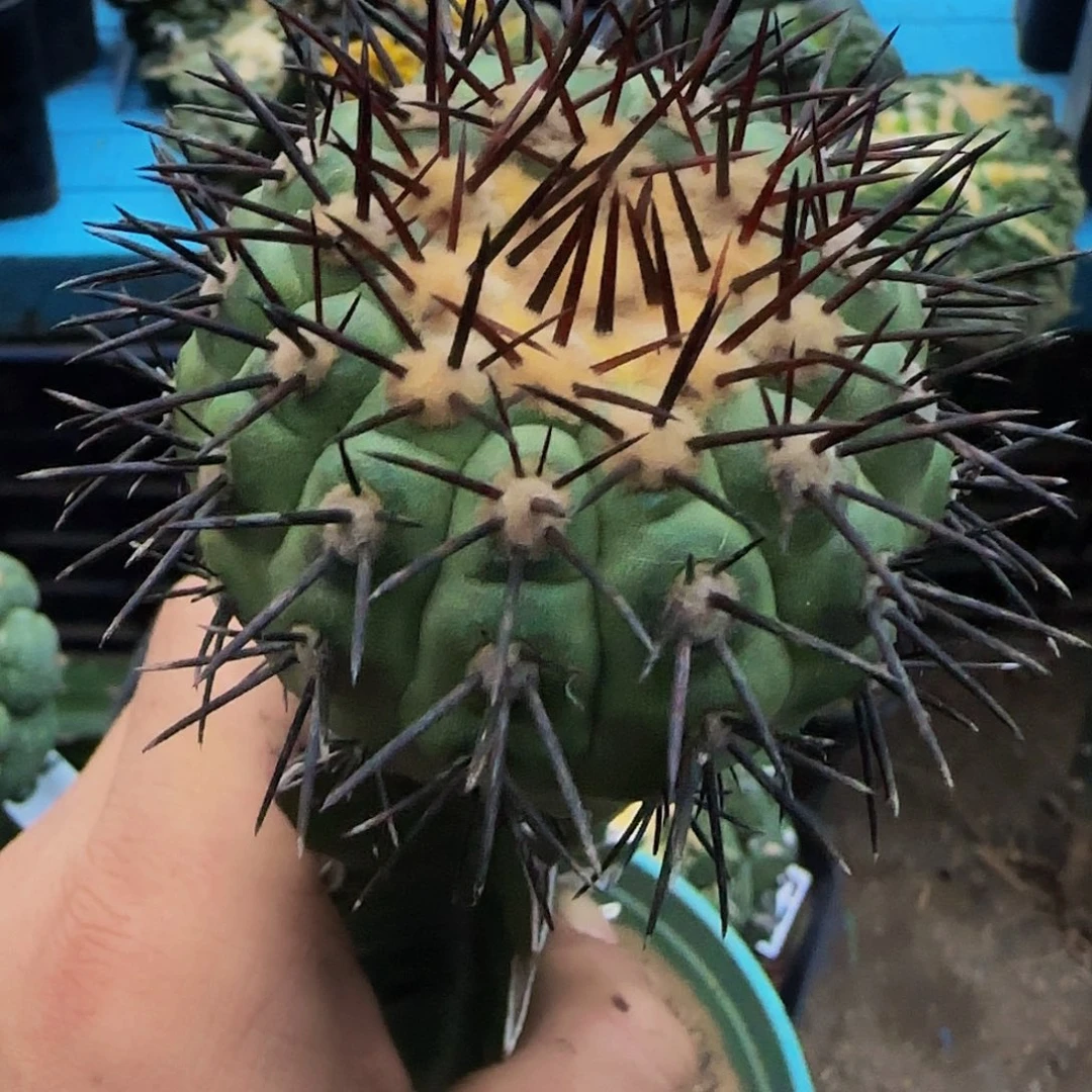 黑王566仙人球开花