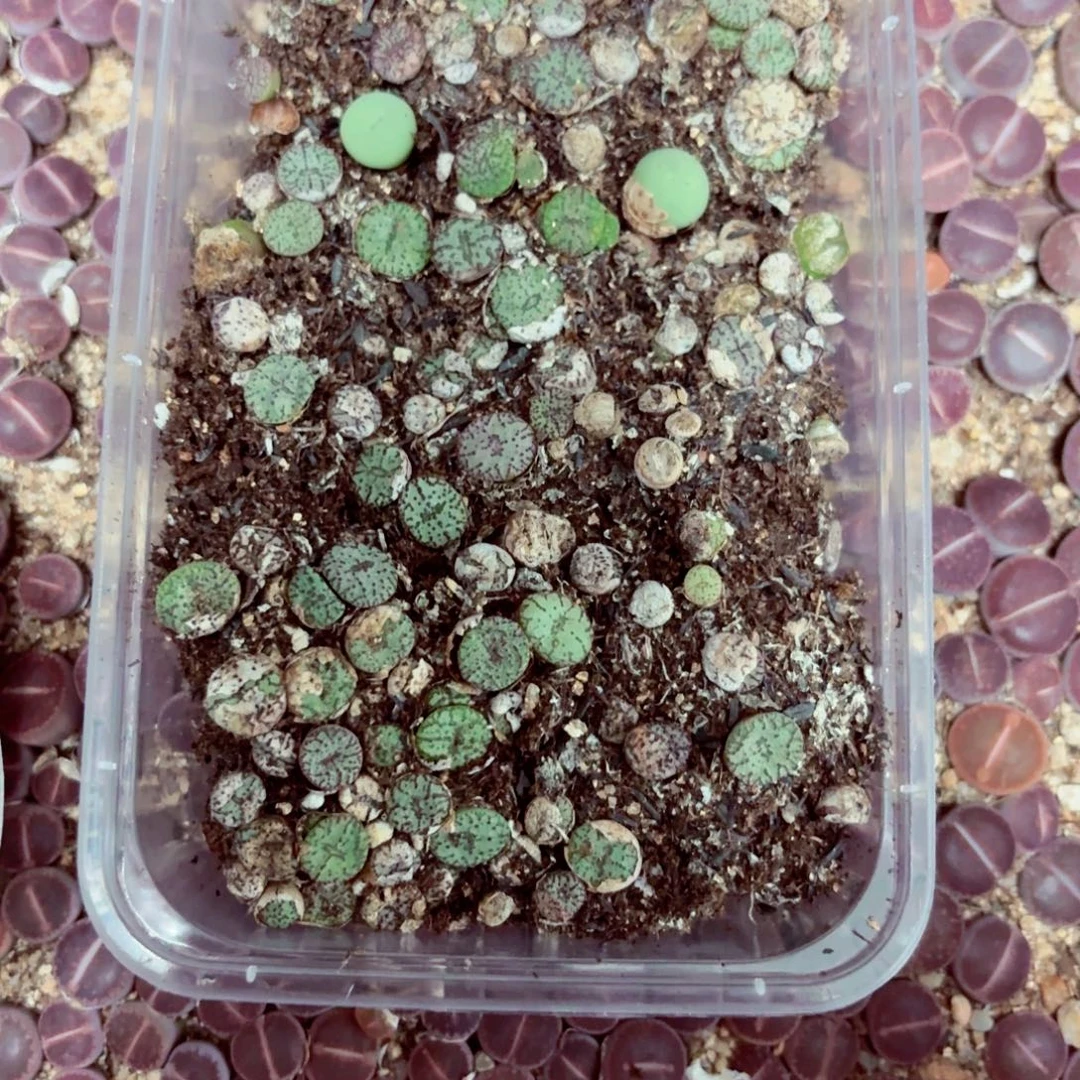 门***厂2234—-—生石花 肉锥