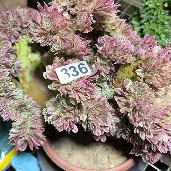 天***6一颗有小瑕疵法师 336