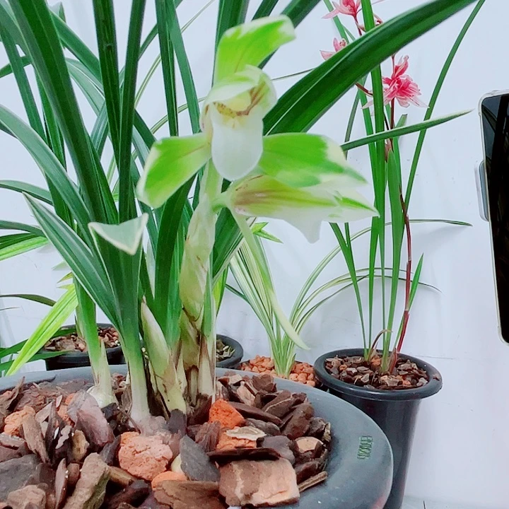 春兰雪山素爆盆带花