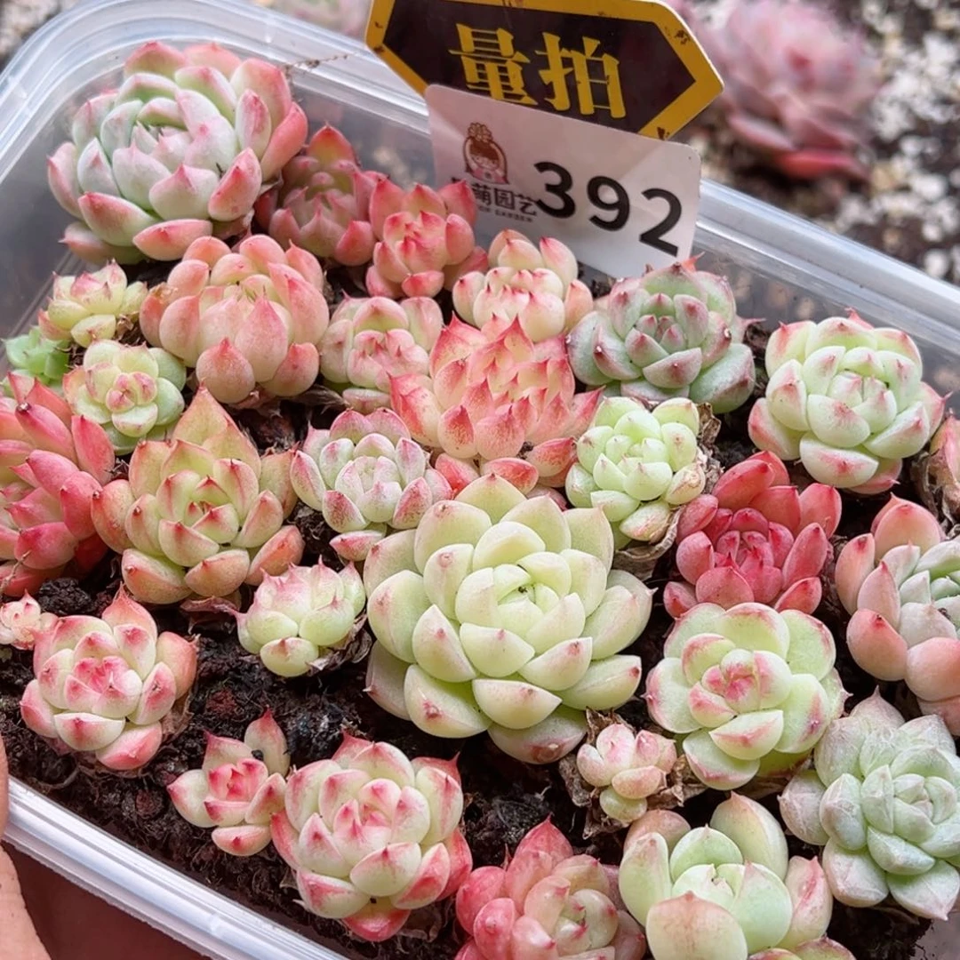 多肉植物多肉植物