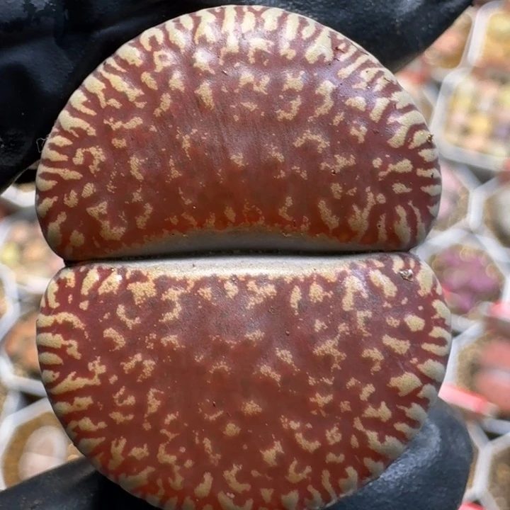 生石花111111。   218