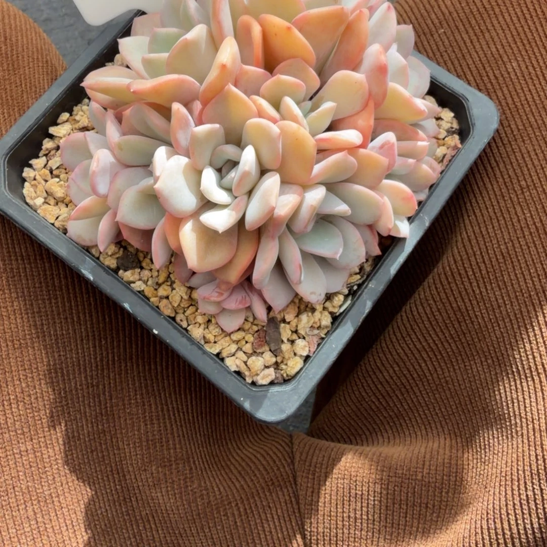 顺***然一物一拍精控提拉米苏98