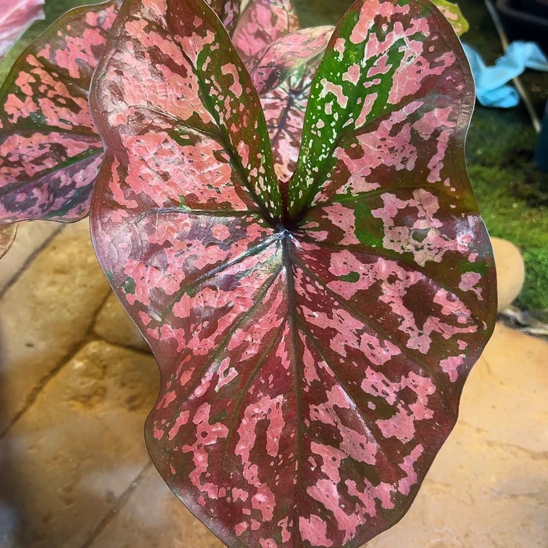 无花朵大球豹纹泰彩养定37