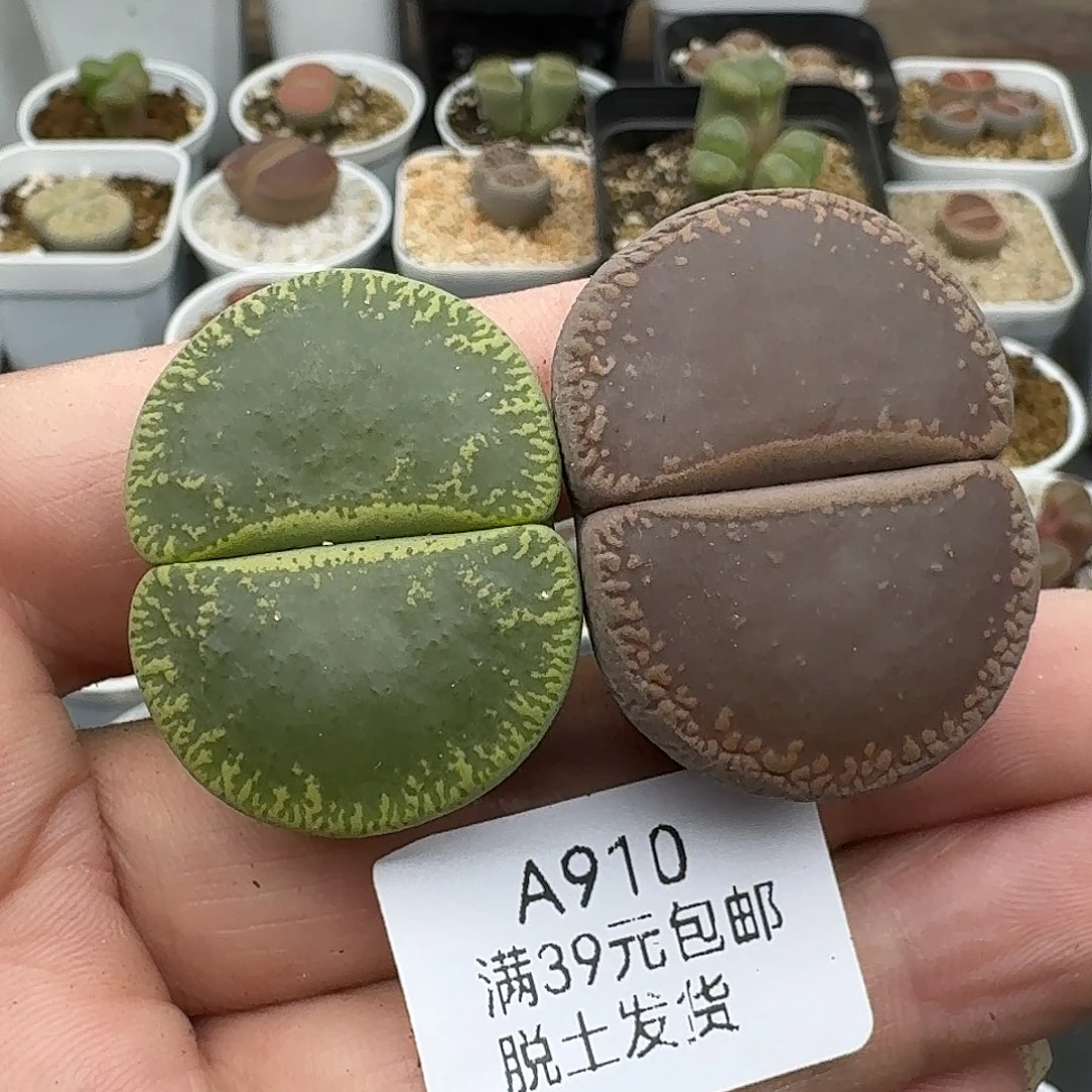 910多肉哈哈哈哈哈哈哈哈