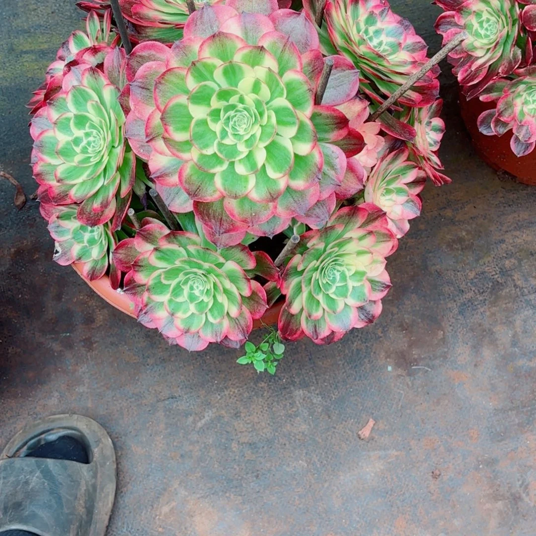 云南多肉植物海王