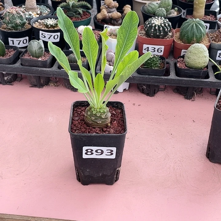 张***甫893铁甲丸菠萝球植物