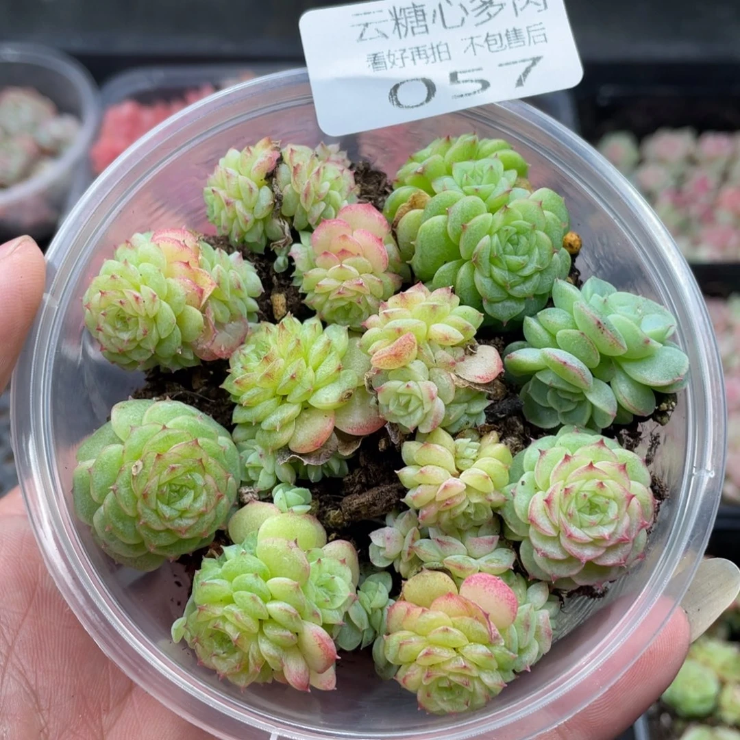 云糖心多肉植物57