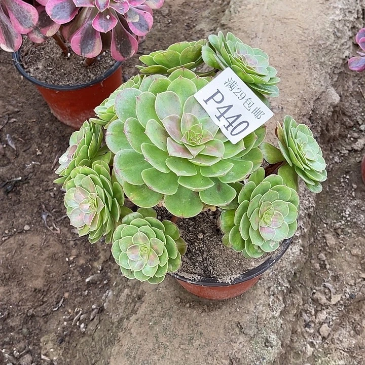 440抹茶多肉植物