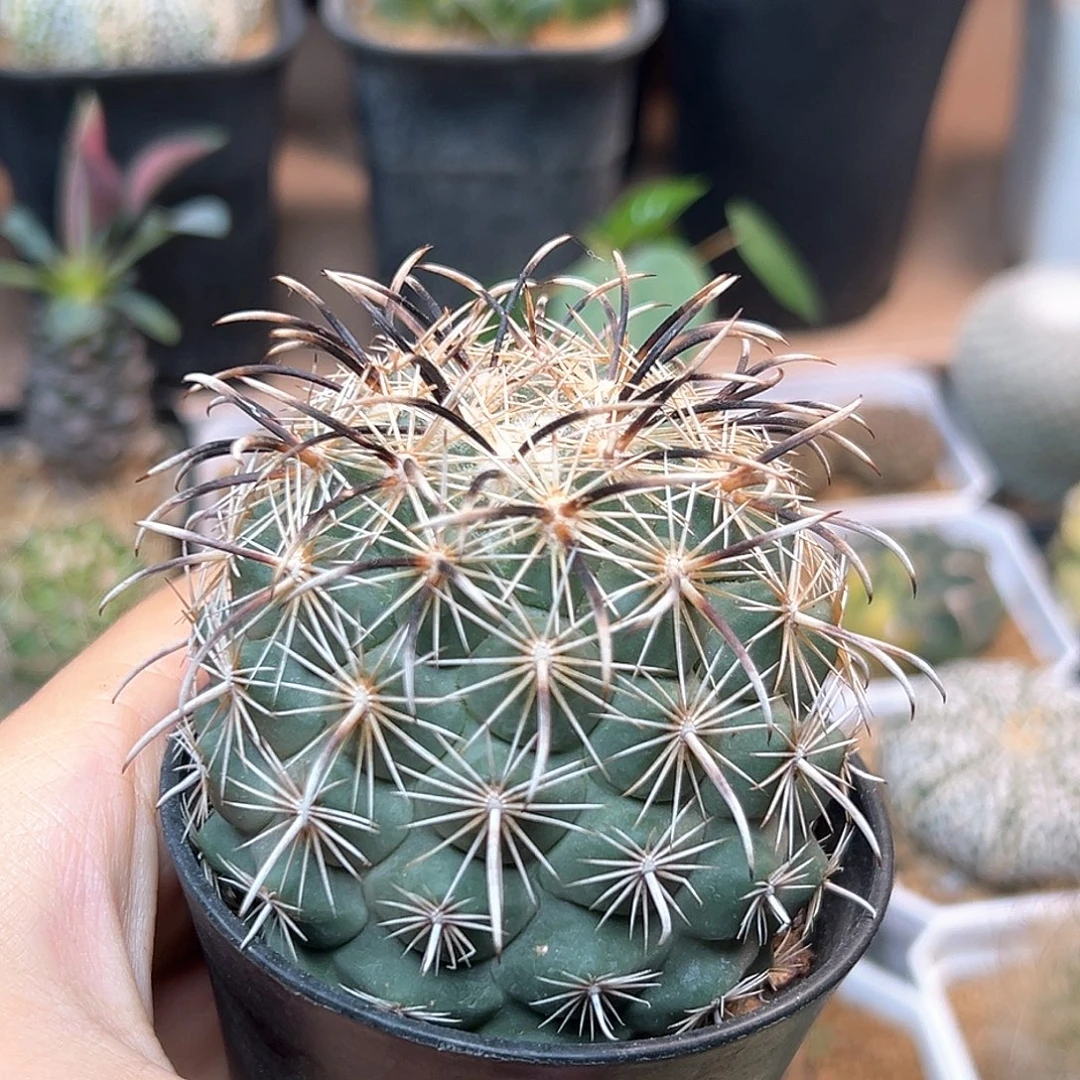 无花朵凤舞顶花球自根