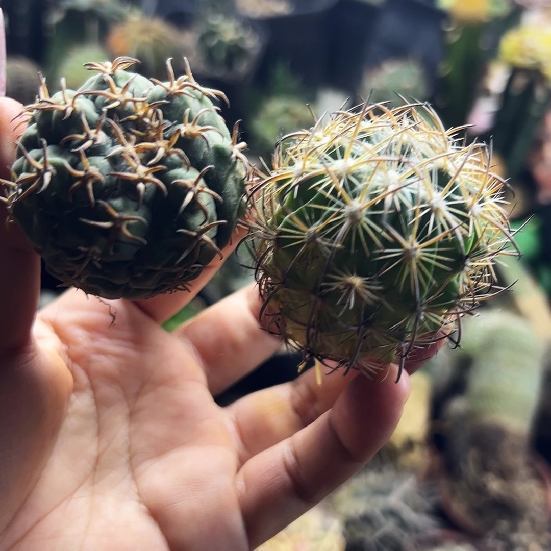 猫爪加虎抓有根仙人球111111111