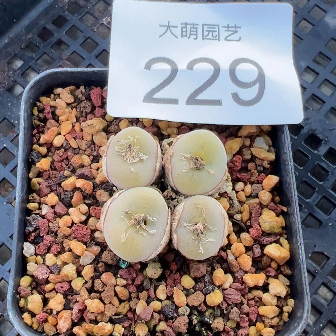 一物一拍脱土发母本空卡。229