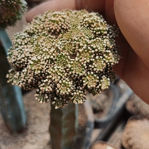 二*松针缀化成一个小