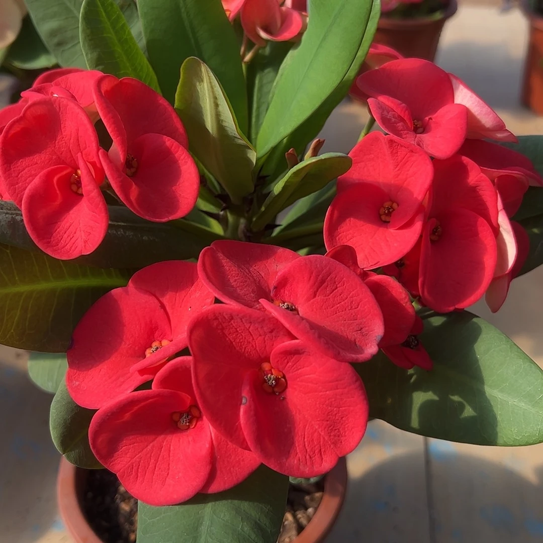 db30泰国大花虎刺梅