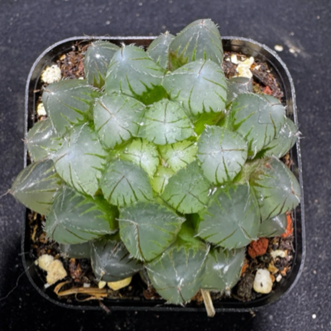 多肉玉露十二卷 蓝镜玉露 室内外好养盆栽 带盆土满18包邮发货