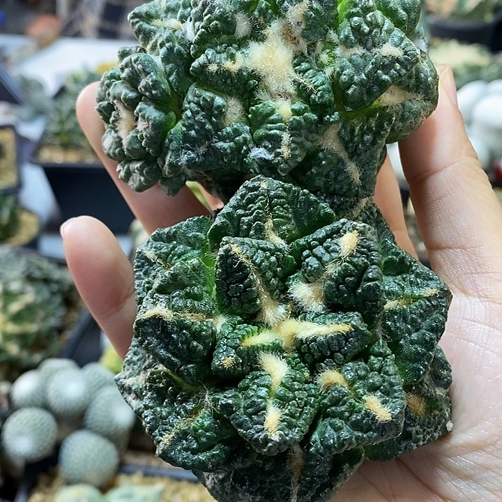 苗接哥斯拉龟甲7公分无根