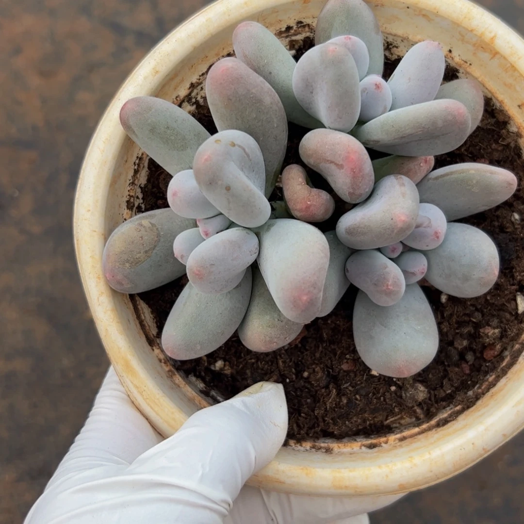 米可奶自然群多肉植物