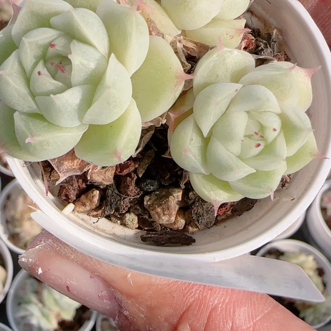 夏***甜花语多肉1214-249散