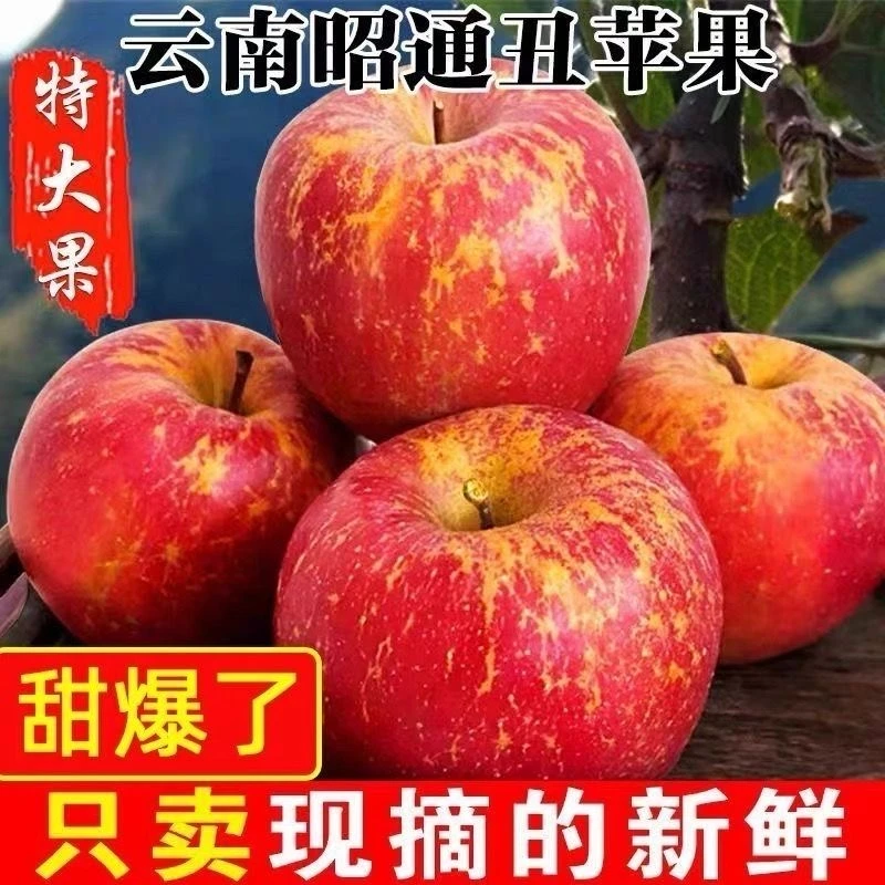正宗云南昭通冰糖心丑苹果直发脆甜新鲜水果孕妇当季红富士苹果