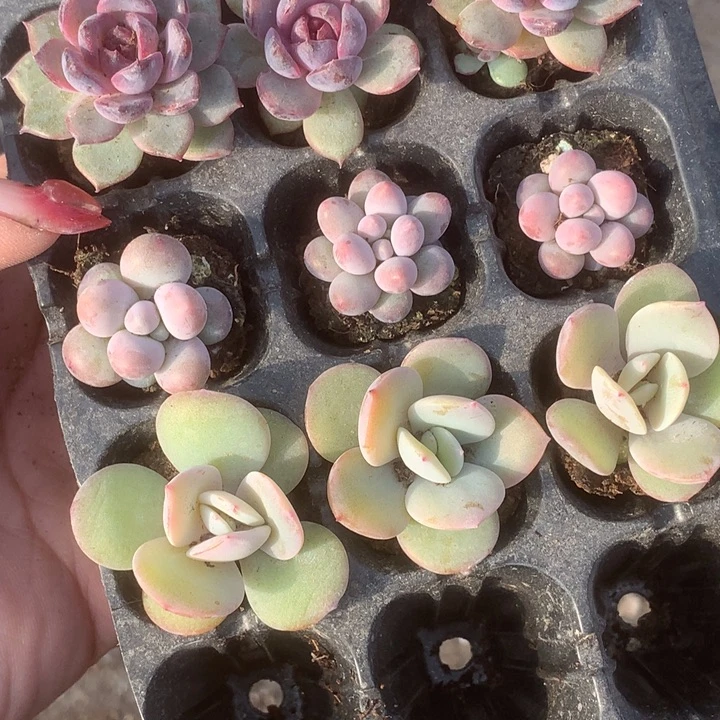 黑橙子。彩虹。 奶茶。乘以3 包邮