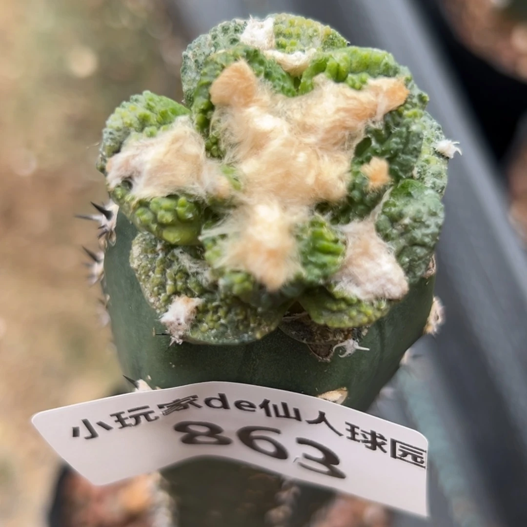 863 仙人球的牡丹啊