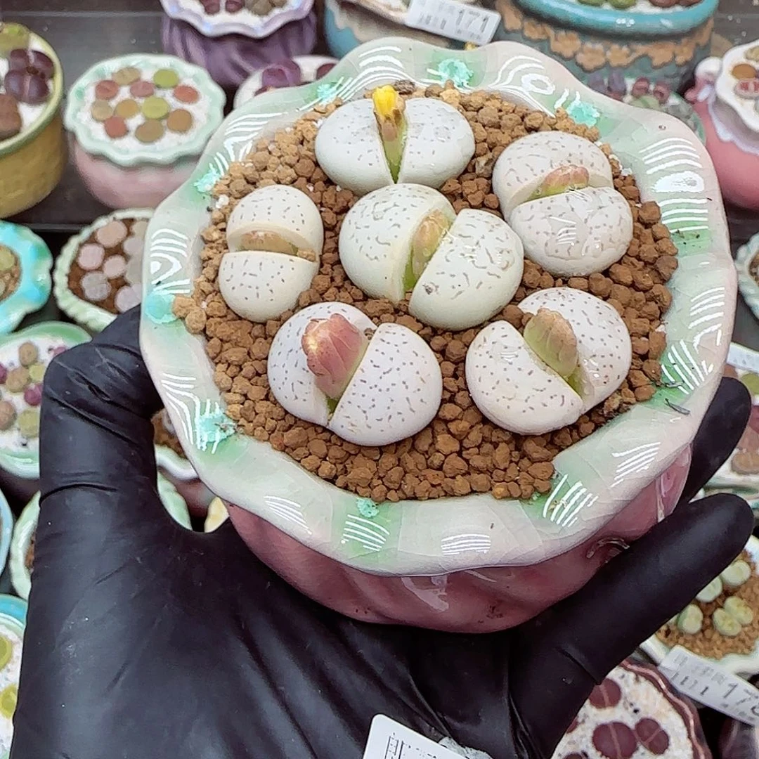 生石花满18包邮1111-196