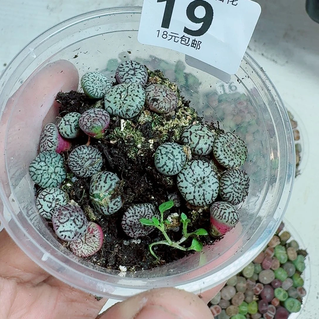 19多肉植物多肉植物