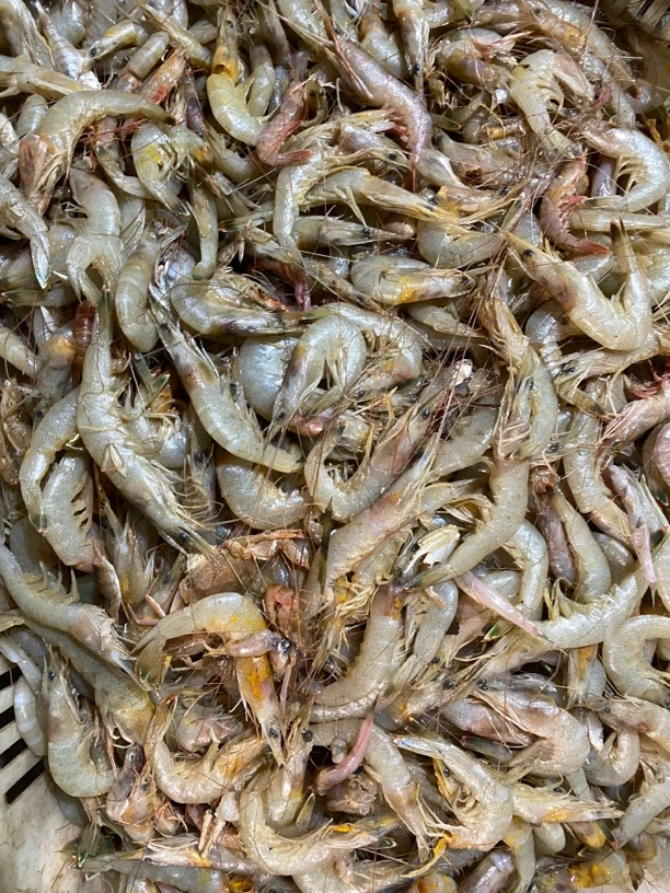 羊毛虾 白虾 青岛发货 顺丰快递