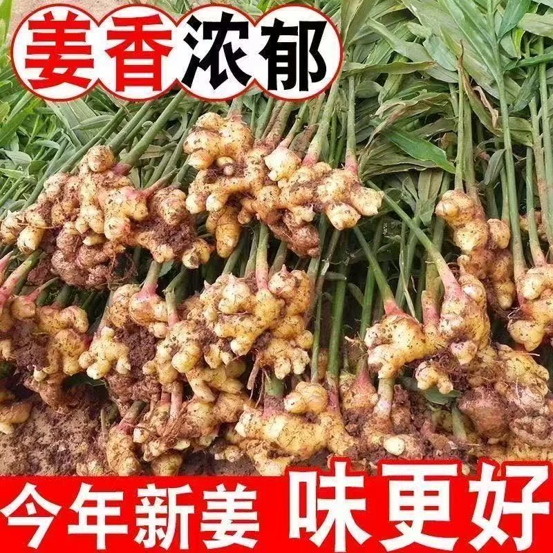 【新鲜发货】正宗云南小黄姜新鲜姜月子姜土姜批发