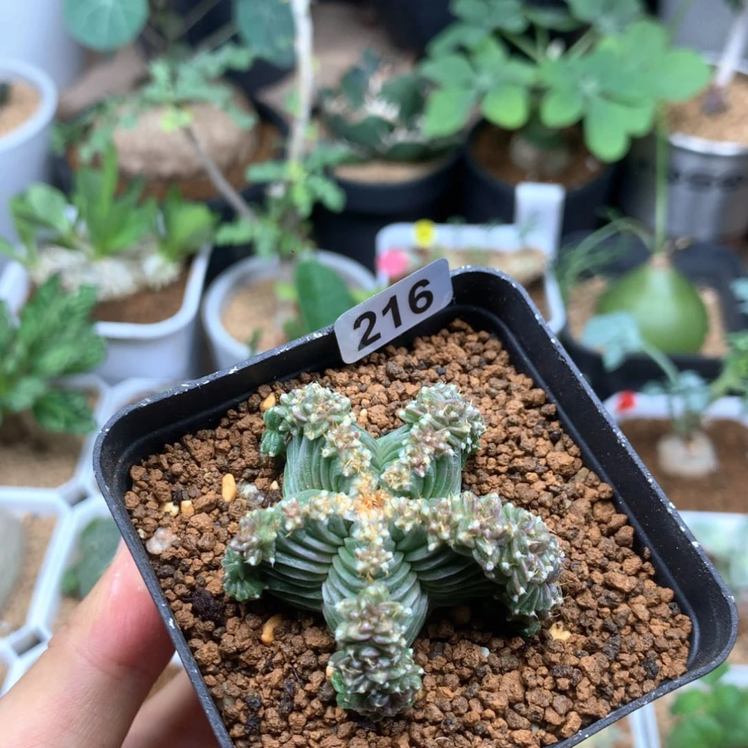 自根五星花笼带盆4.6cm