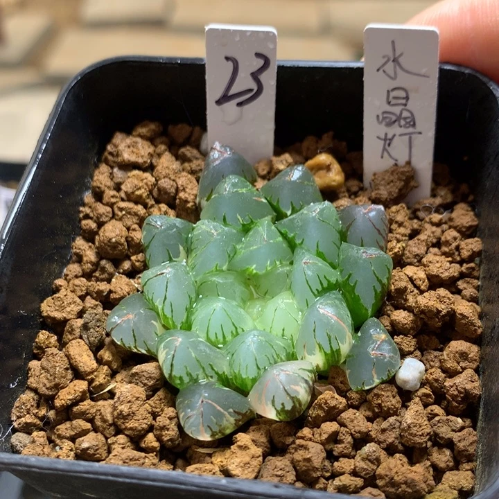 水晶灯玉露锦一物一拍