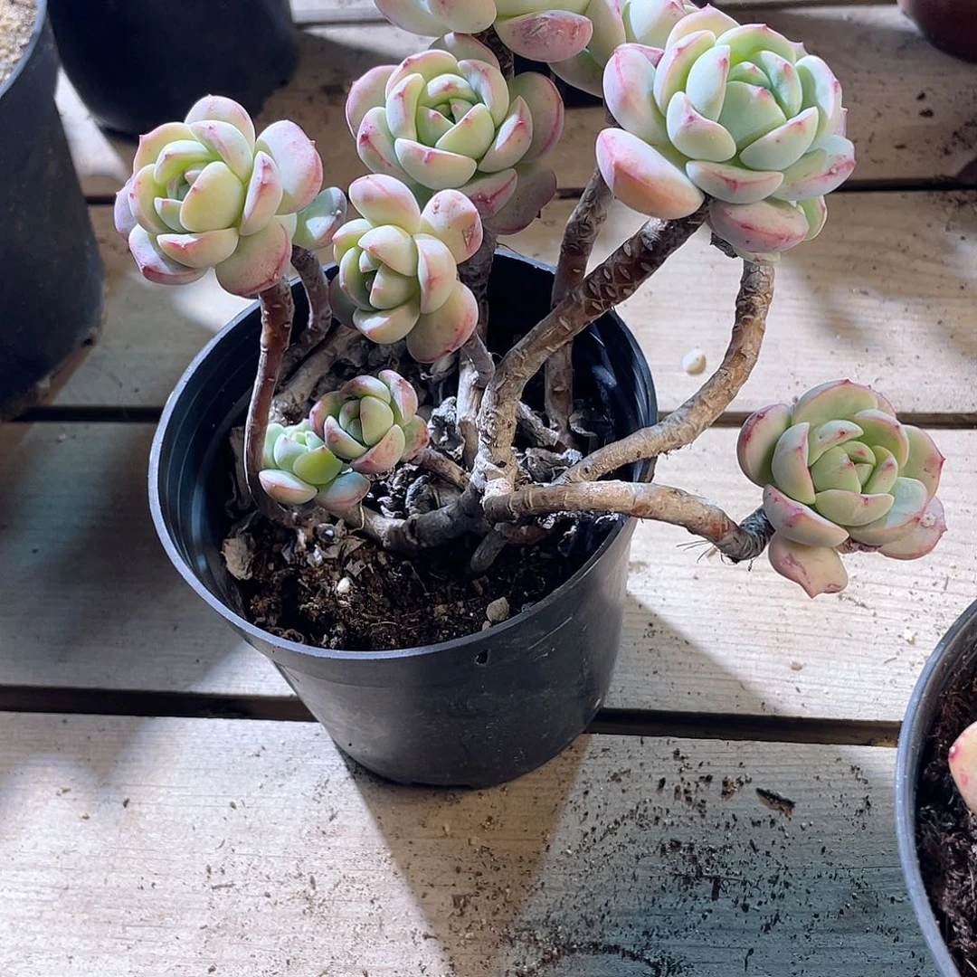 微*0714  香草  六月六