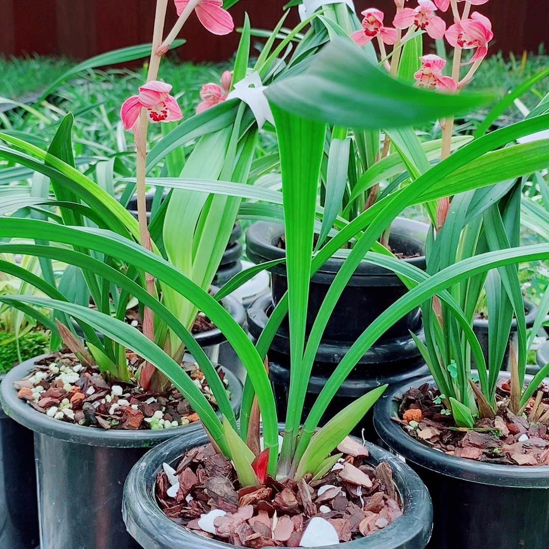 周***益一物一拍带花漂亮