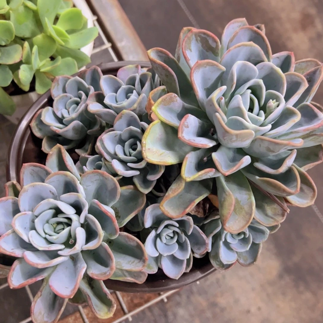 美尻大双头带多仔，230杯