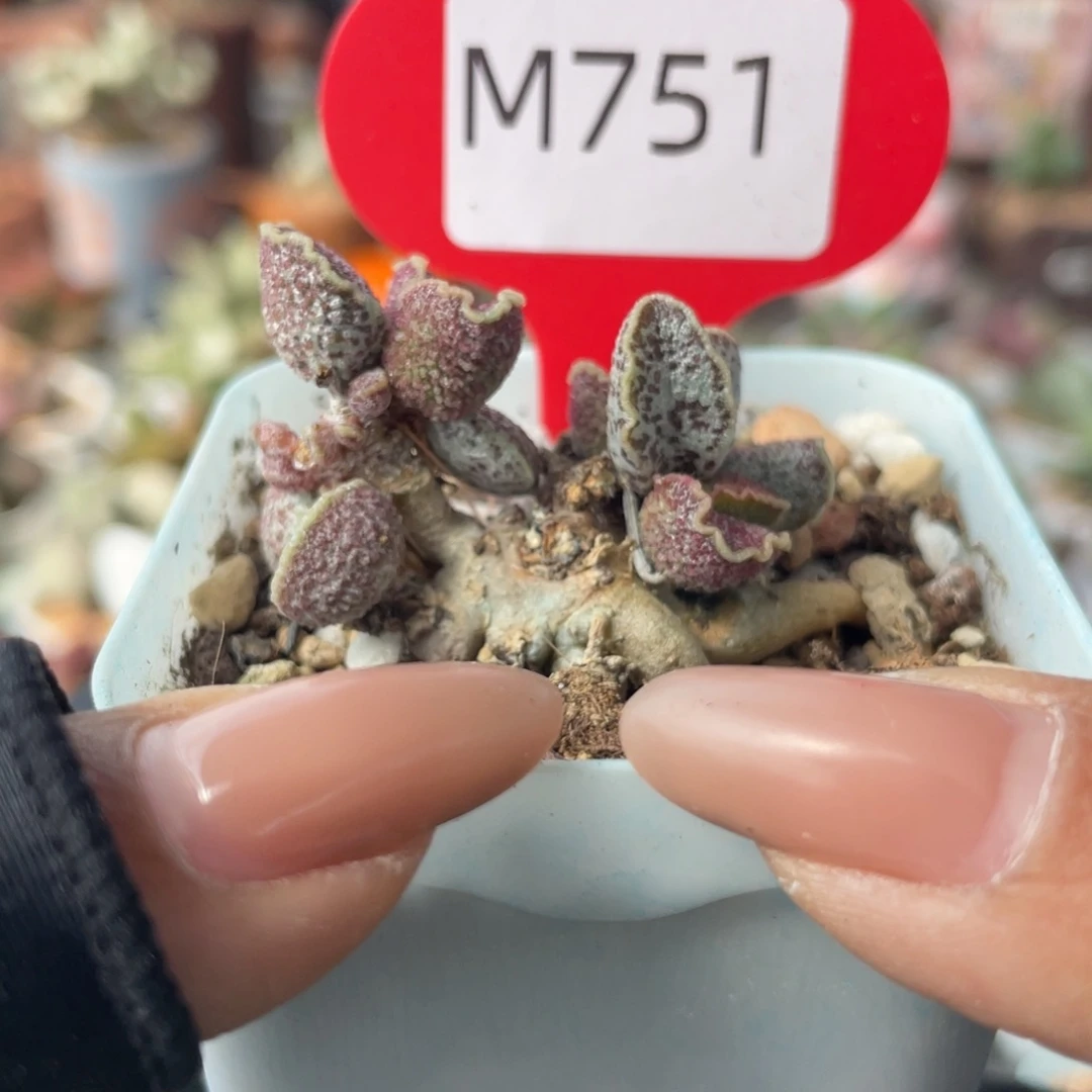 ?****睦   紫罗兰。  751。